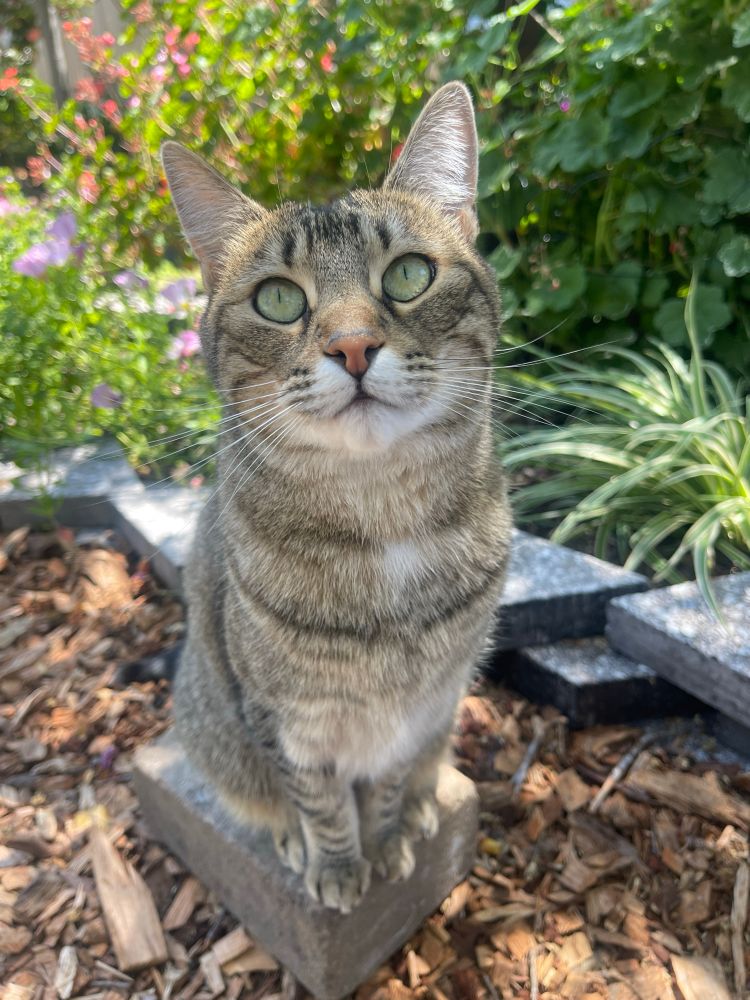 A brown tabby cat stands proudly on top of a brick paver in the garden surrounded by green foliage and pink flowers.