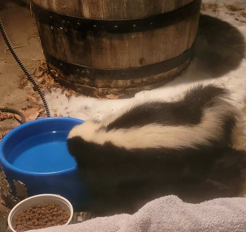 Huge skunk drinking water in a heated blue dish outside.