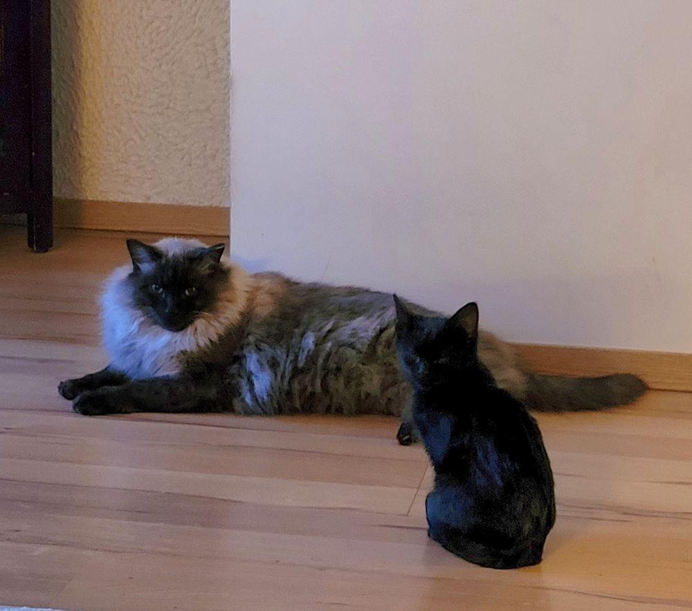 Black kitten sitting in front of larger Himalayan cat