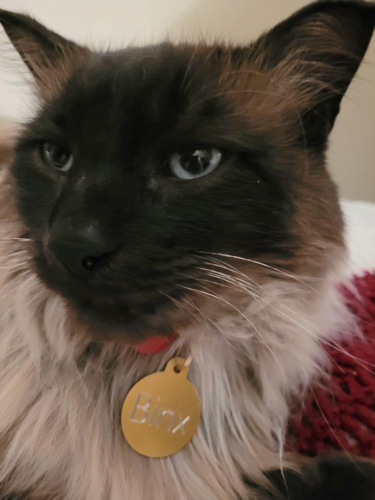 Himalayan cat Binx wearing a collar with a gold name tag that says Binx