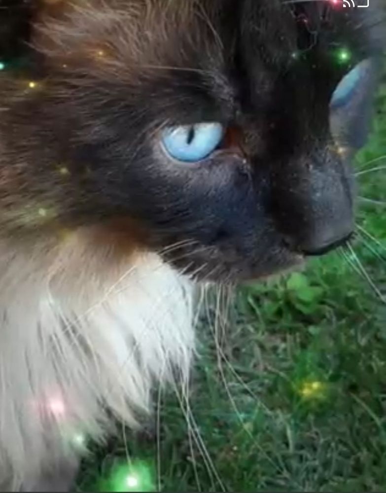 Close-up side view of Himalayan cat Binx 