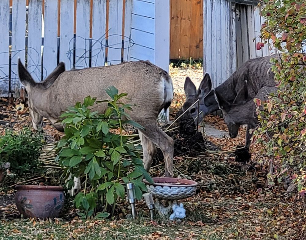 3 deer in the garden