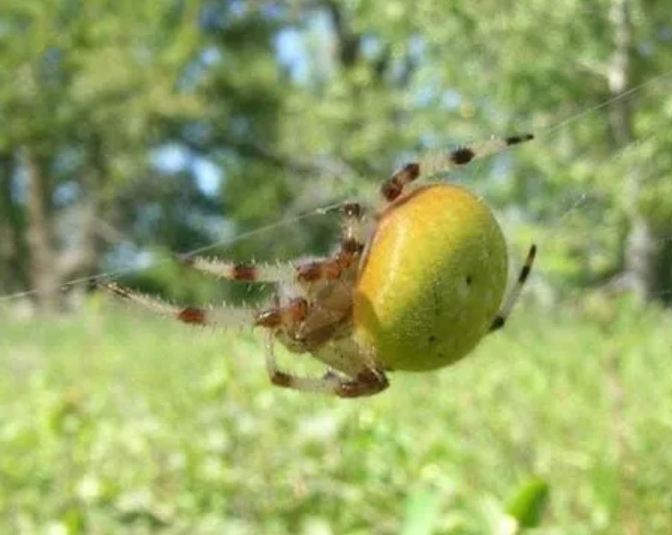 Spider with a big green bubble on its back