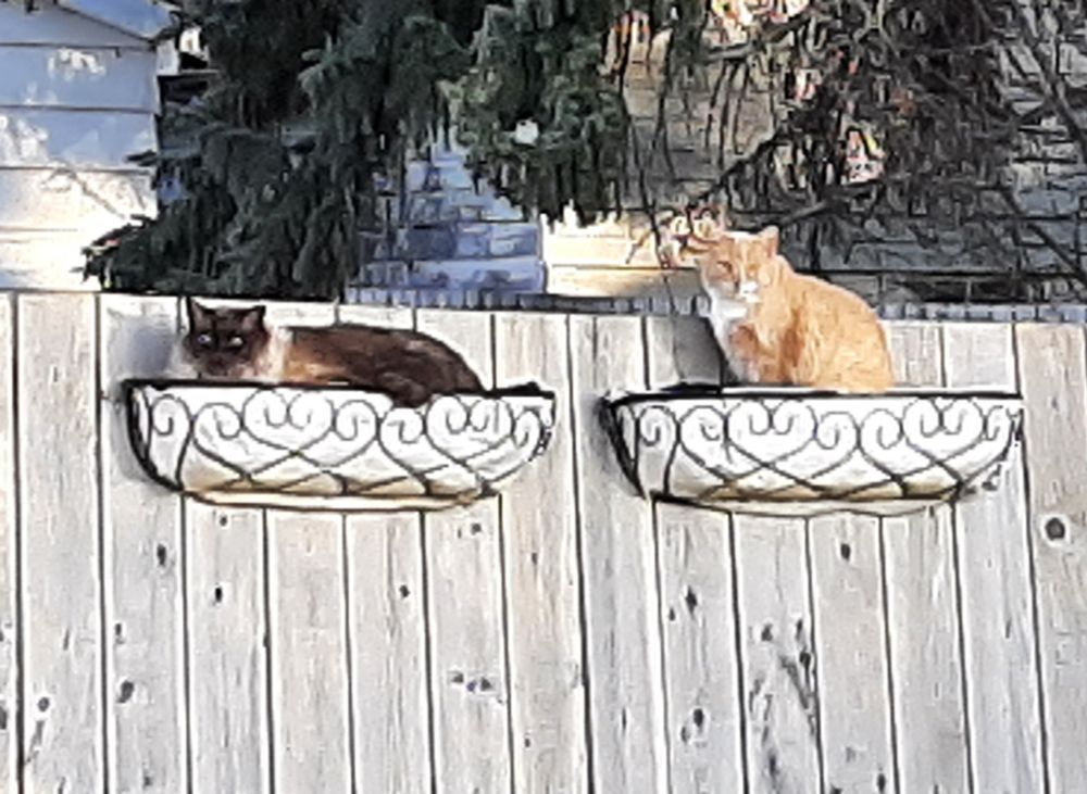 2 flower planters with cats in them.
