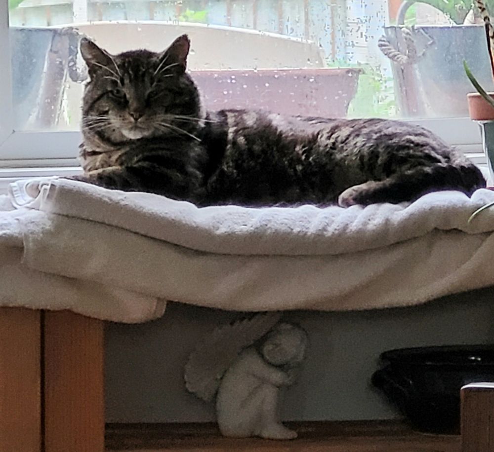 Grey tabby cat George laying on white towels on a wooden shelf in front of a window 