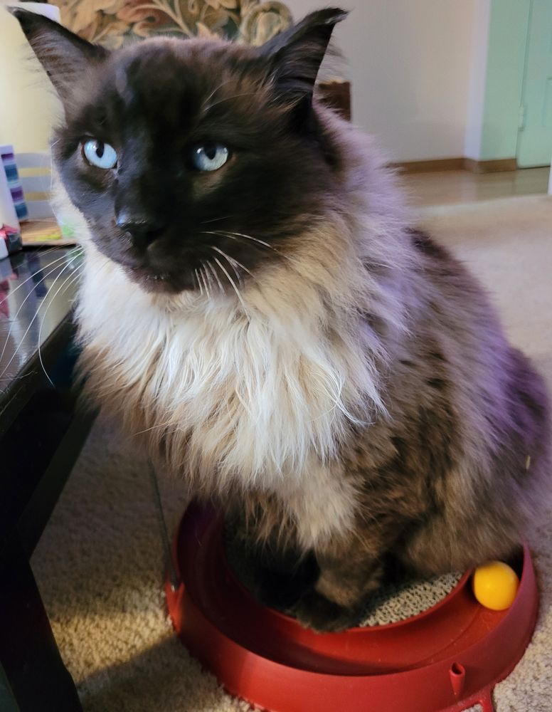 Himalayan cat Binx sitting on a round red plastic cat toy