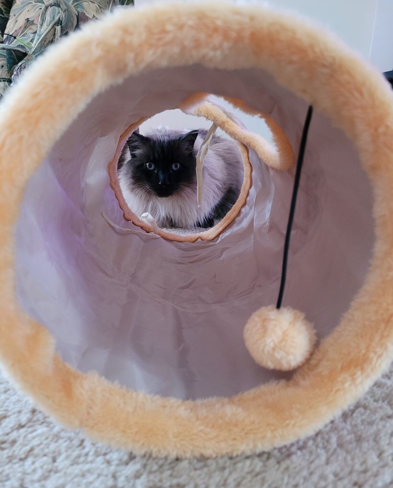 Himalayan cat Binx at the far end of a biege cat tunnel looking at the camera 