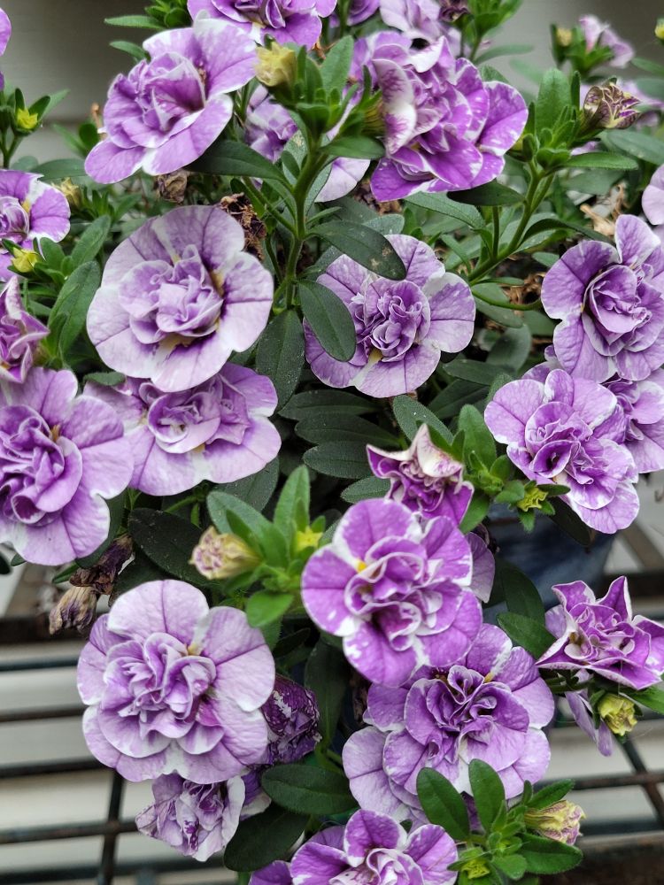 Small light violet and white frilly flowers 