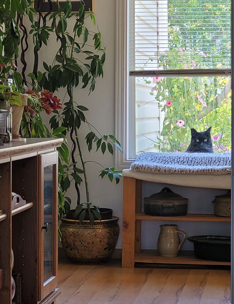 Black cat peering in a window from outside