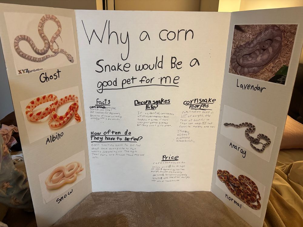 Trifold with pictures of snakes and the title “why a corn snake would be a good pet for me”