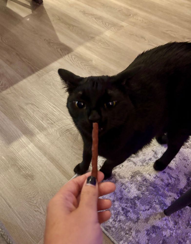 Black cat about to take a bite from a meat stick 