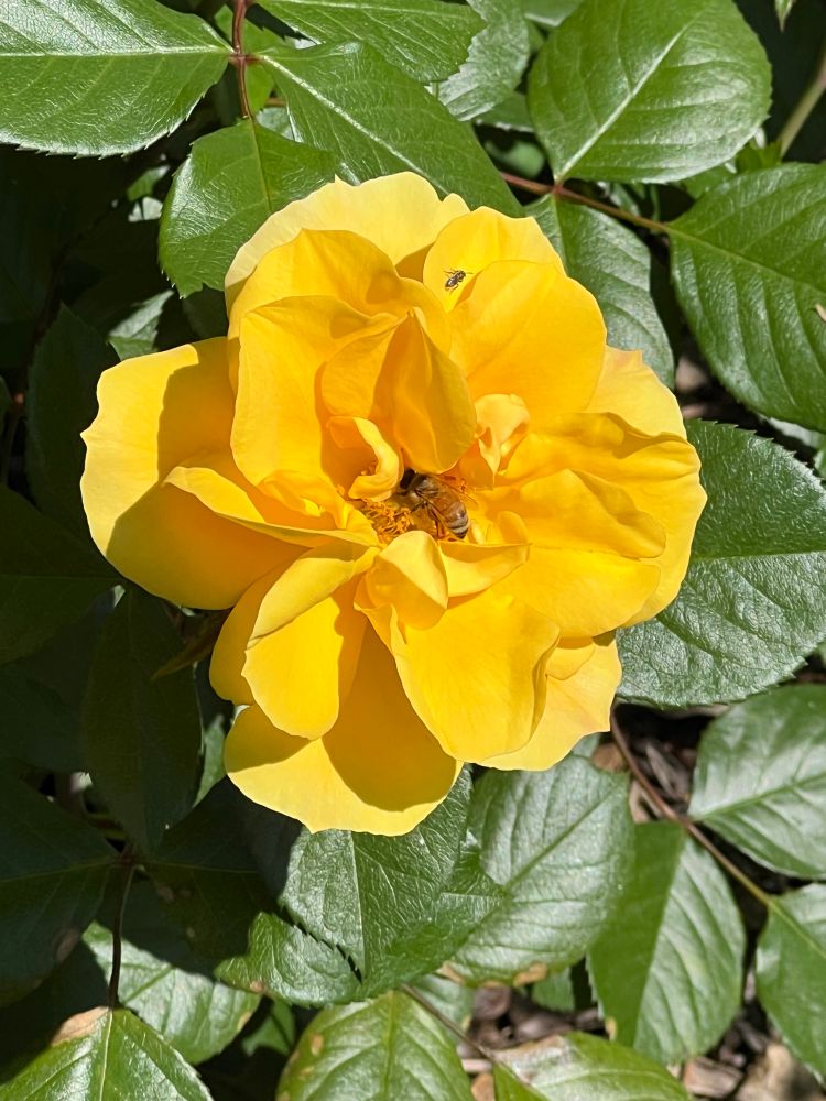 Yellow rose with bee pollinating 