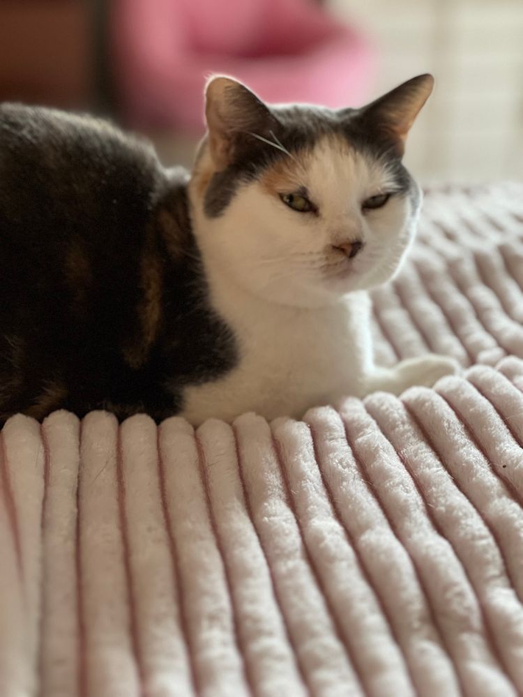 My suspicious calico cat