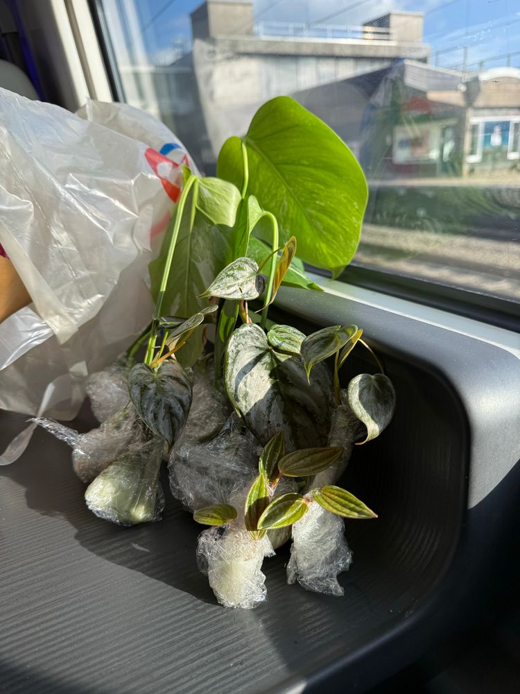 a variety of plant cuttings, balanced next to a train window