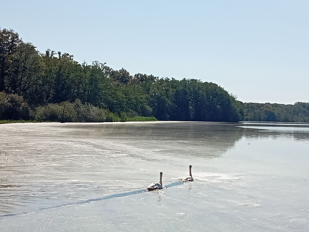 Deux cygnes qui se suivent sur un étang 