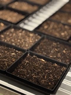 Image from It has now been two weeks since the seeds for our experiment have been sowed. While under the cold…