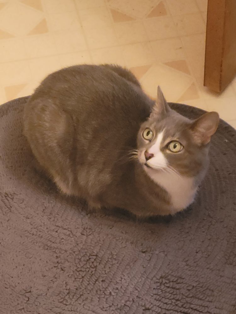 A grey cat lays on a grey floor mat with all limbs tucked beneath her, looking the opposite way passed the camera.