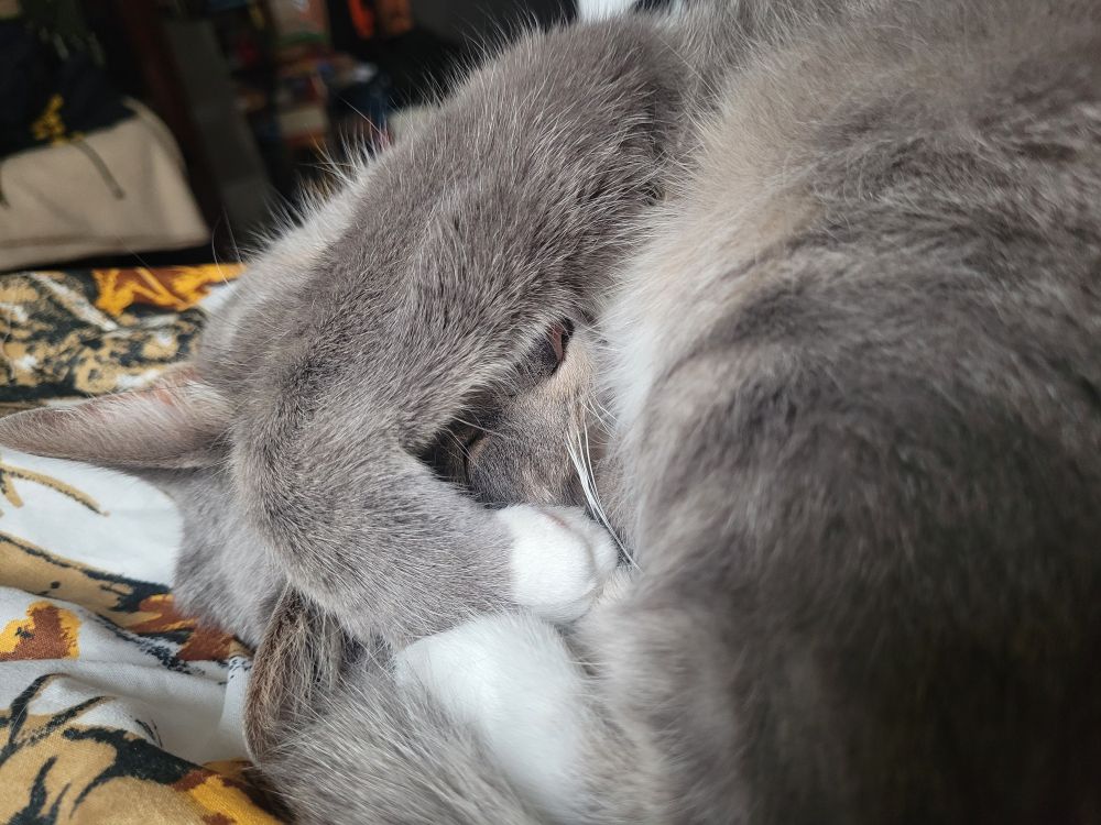 Grey cat covering its face with its paws while it sleeps.