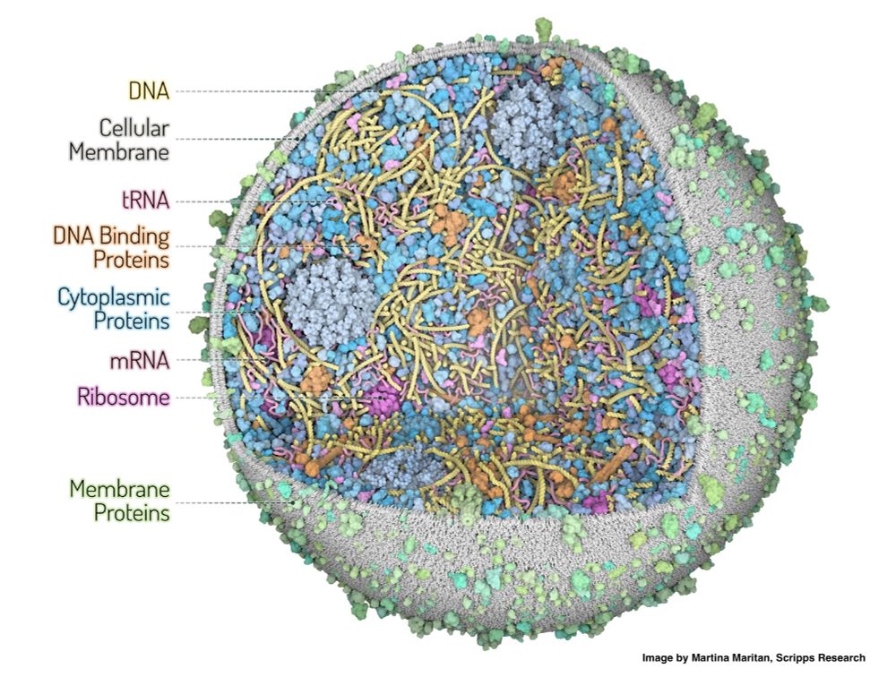 Illustration of a cell depicting locations of various proteins