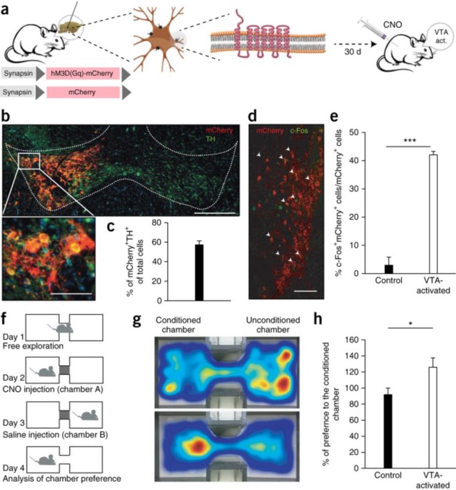 Activation of the reward system boosts innate and adaptive immunity - Nature Medicine