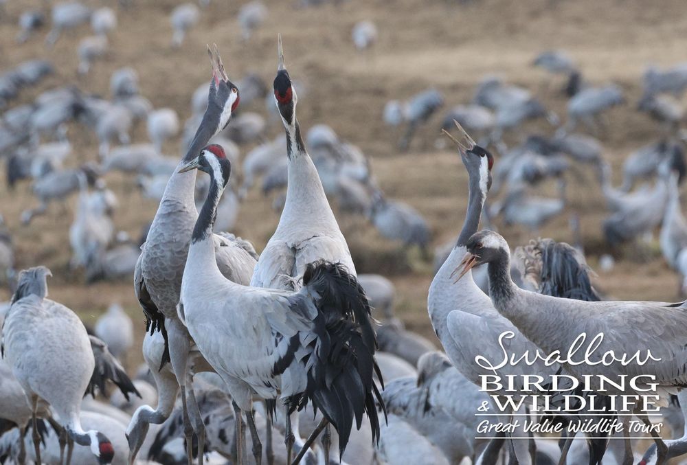Common Cranes