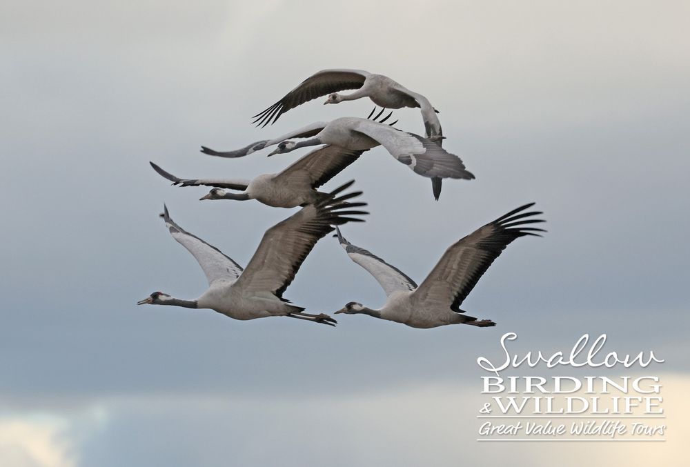 Common Cranes