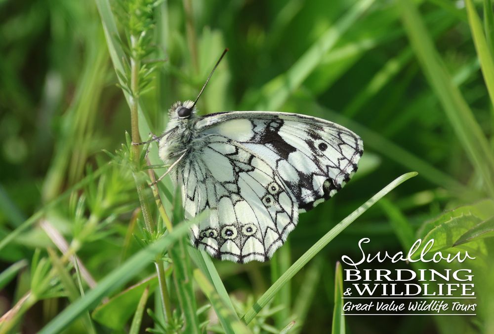 Marbled White