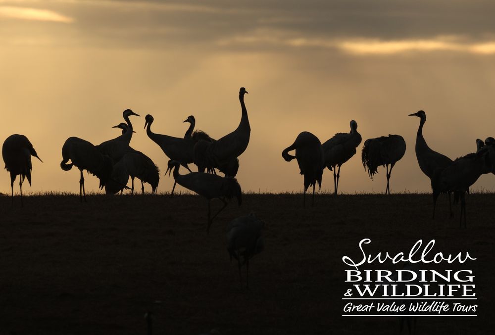 Common Cranes