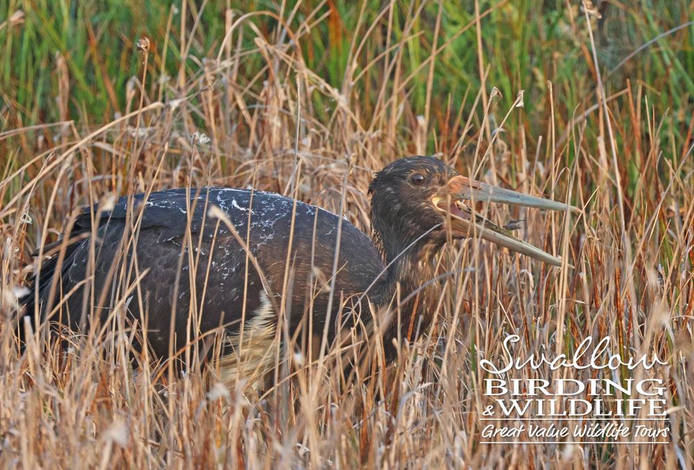 Juvenile Black Stork
