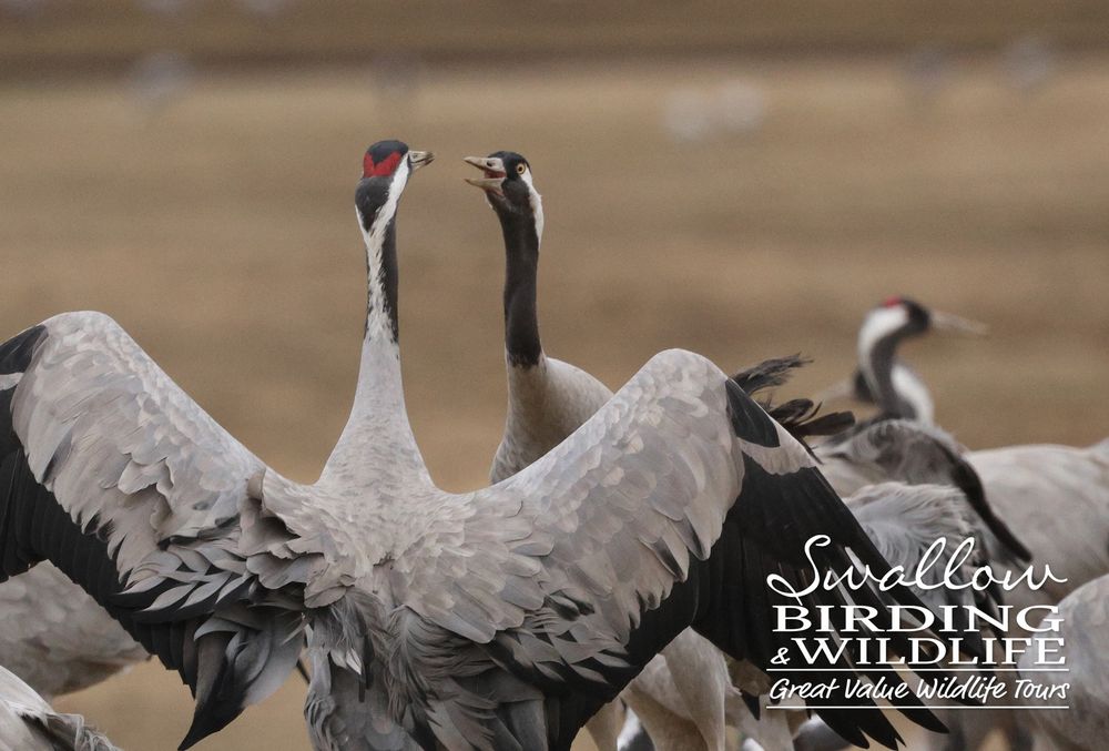 Common Cranes