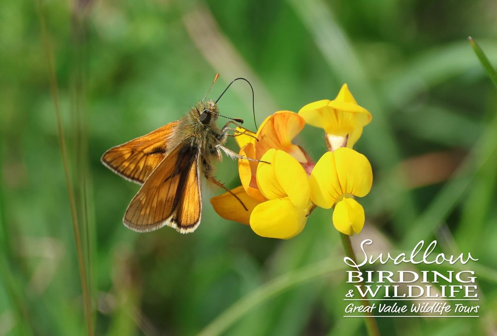 Large Skipper