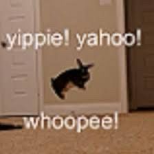 Extremely compressed jpg of a black rabbit popcorning with on-screen text reading “yippee! Yahoo! Whoopee!”