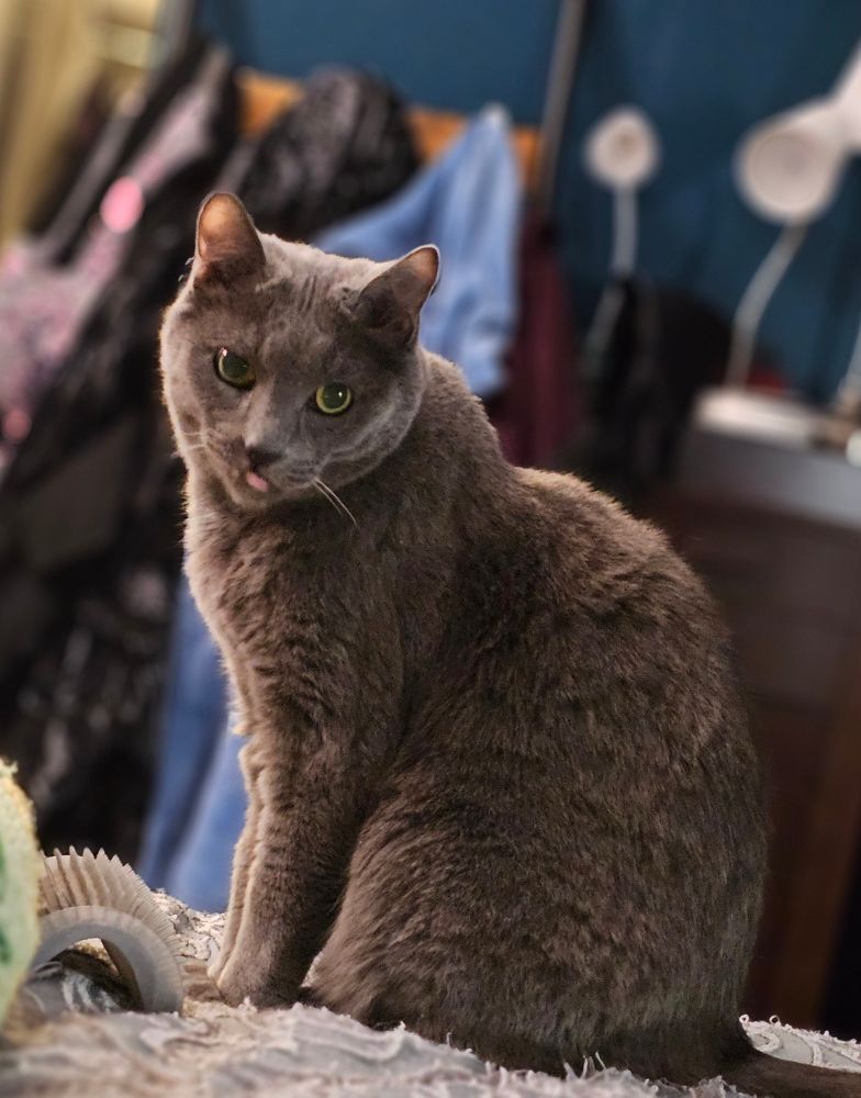 A gray cat sitting on a bed with the tip of his pink tongue sticking out. 
