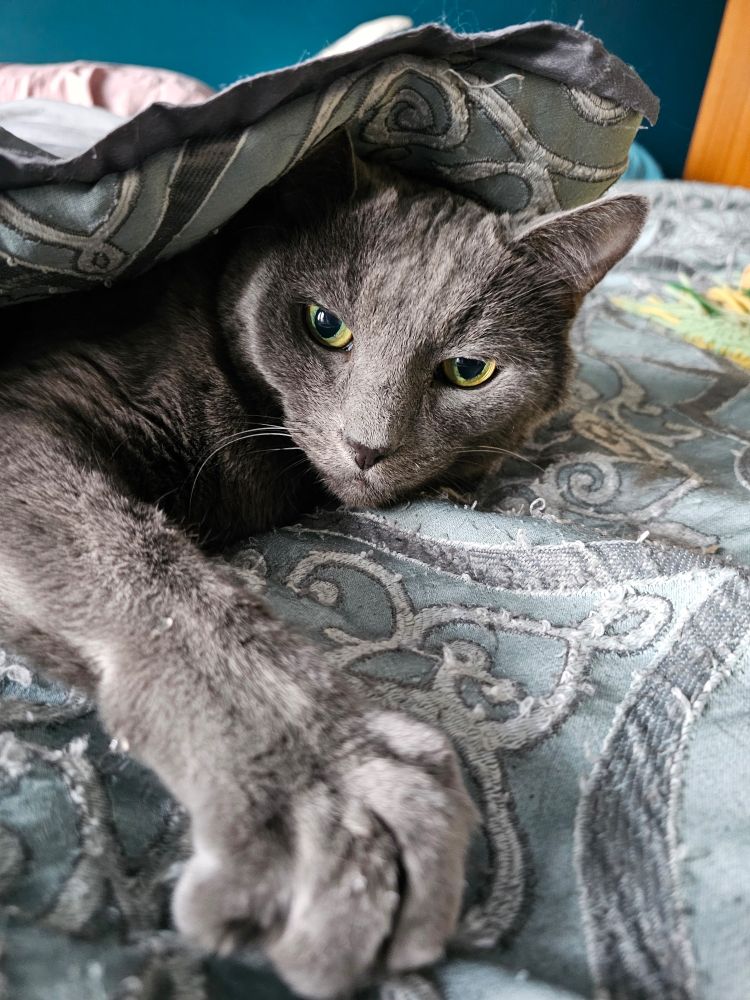 A gray cat with green eyes lounges underneath a blue and gray patterned comforter, toes curled and drops of saliva visible on his paws. 