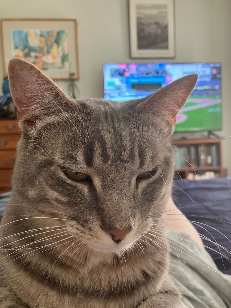 Grey tabby cat face and baseball in the background. 