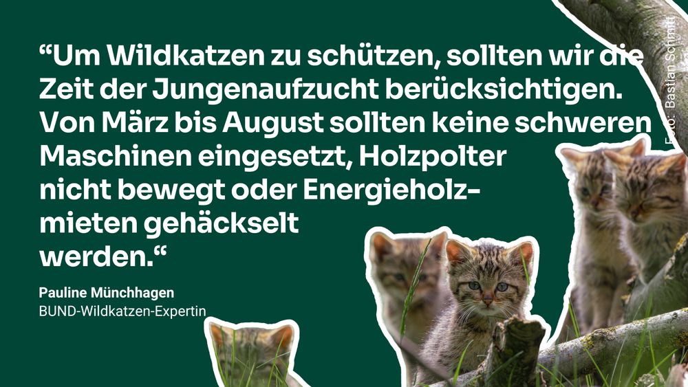 Wildkätzchen-Foto mit Zitat von BUND-Wildkatzen-Expertin Pauline Münchhagen: 
