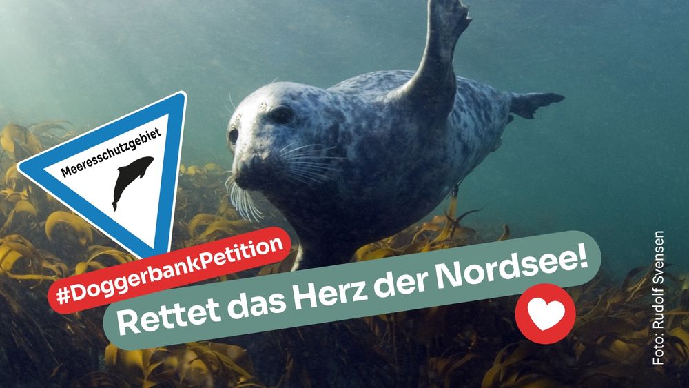 Eine Robbe schwimmt unter Wasser an einem Meeresschutzgebiet-Schild. Text: "#DoggerbankPetition Rettet das Herz der Nordsee!"