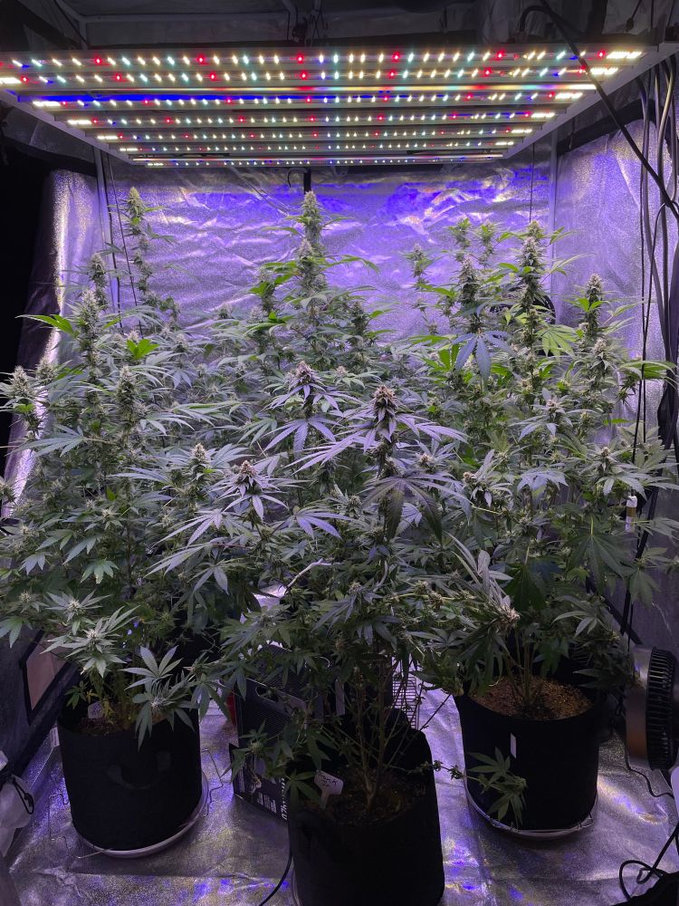 Tent full of cannabis plants & burple lighting in the past.
