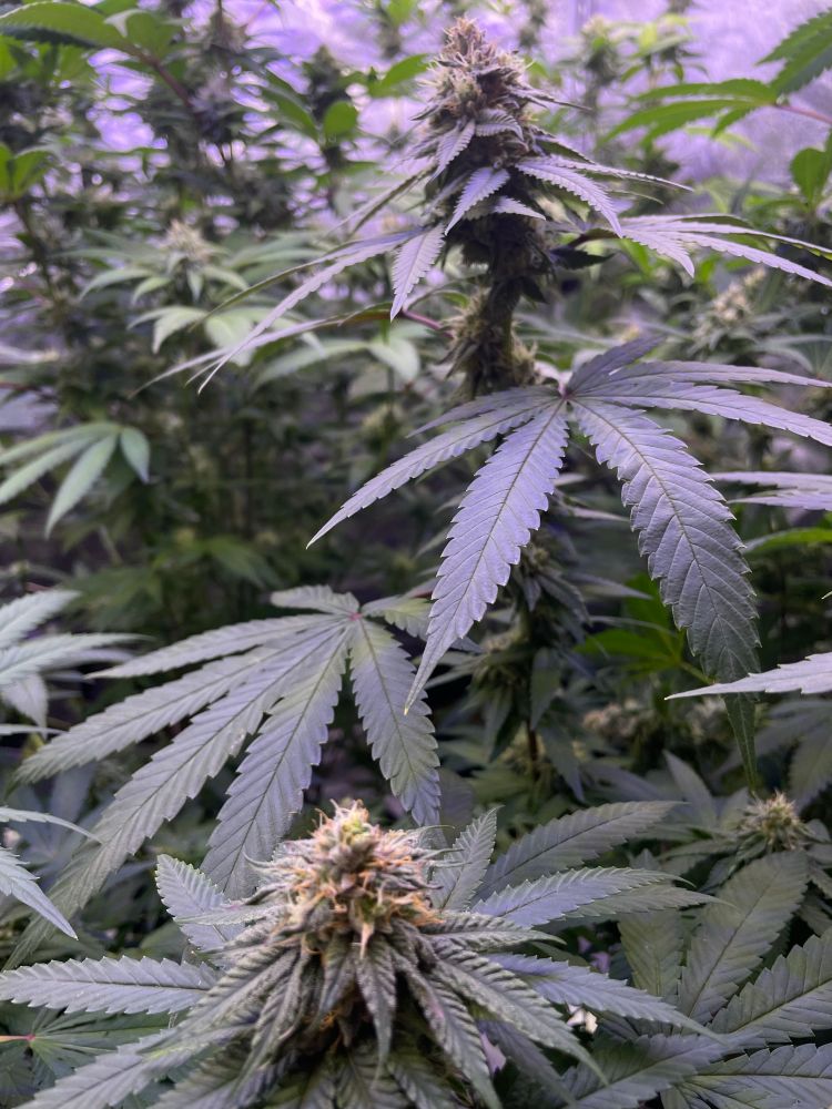 Frank Jr aka FrankenCake III cannabis plant in late flower