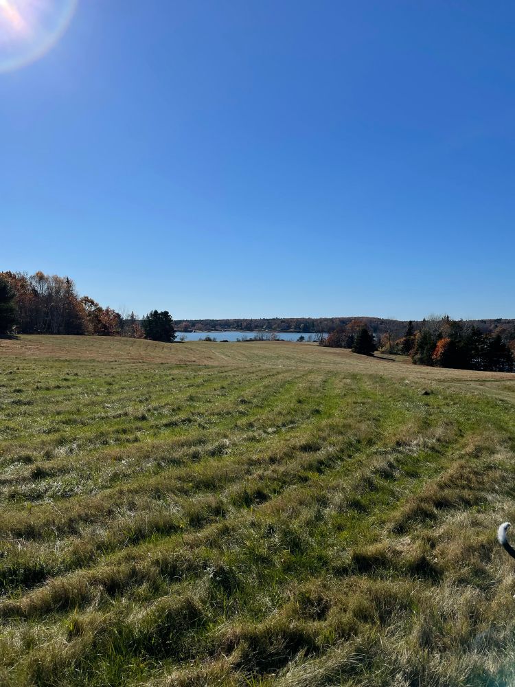 Field leading down to the river, cameo by Dew’s tail