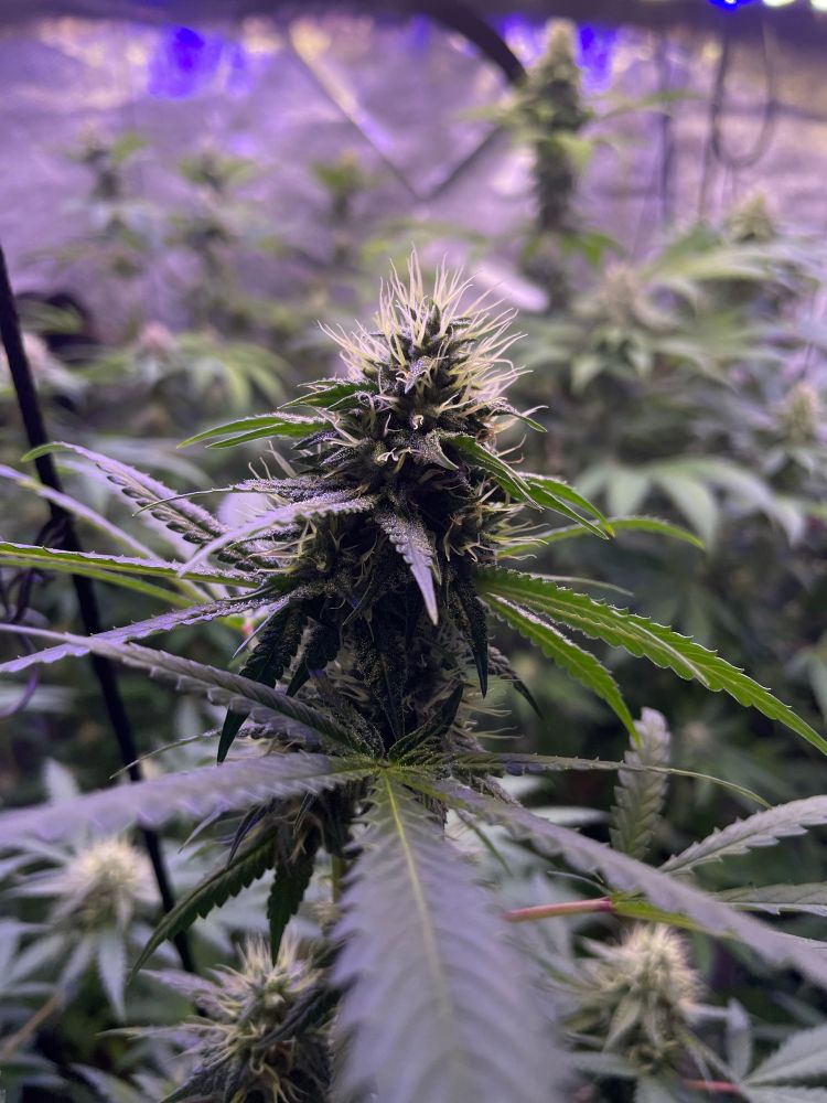 GMO in the foreground, G 13 cannabis in full bloom in the background 