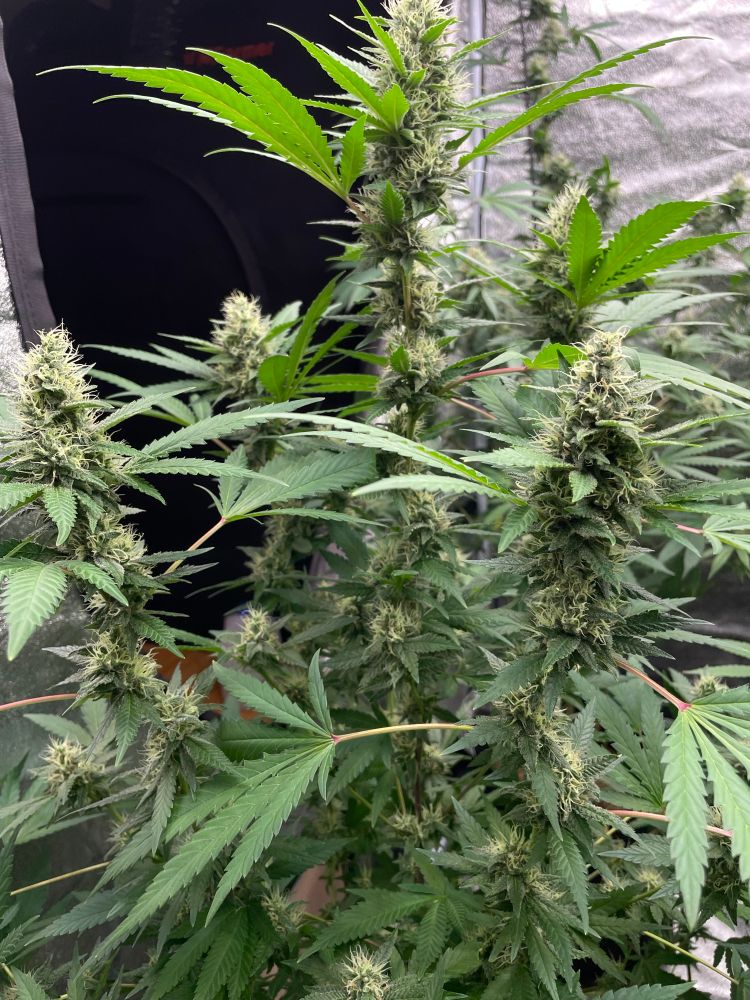 Granddaddy Purple cannabis plant in late flower