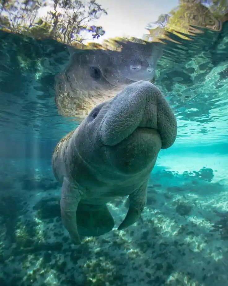 manatee smiling at camera underwater