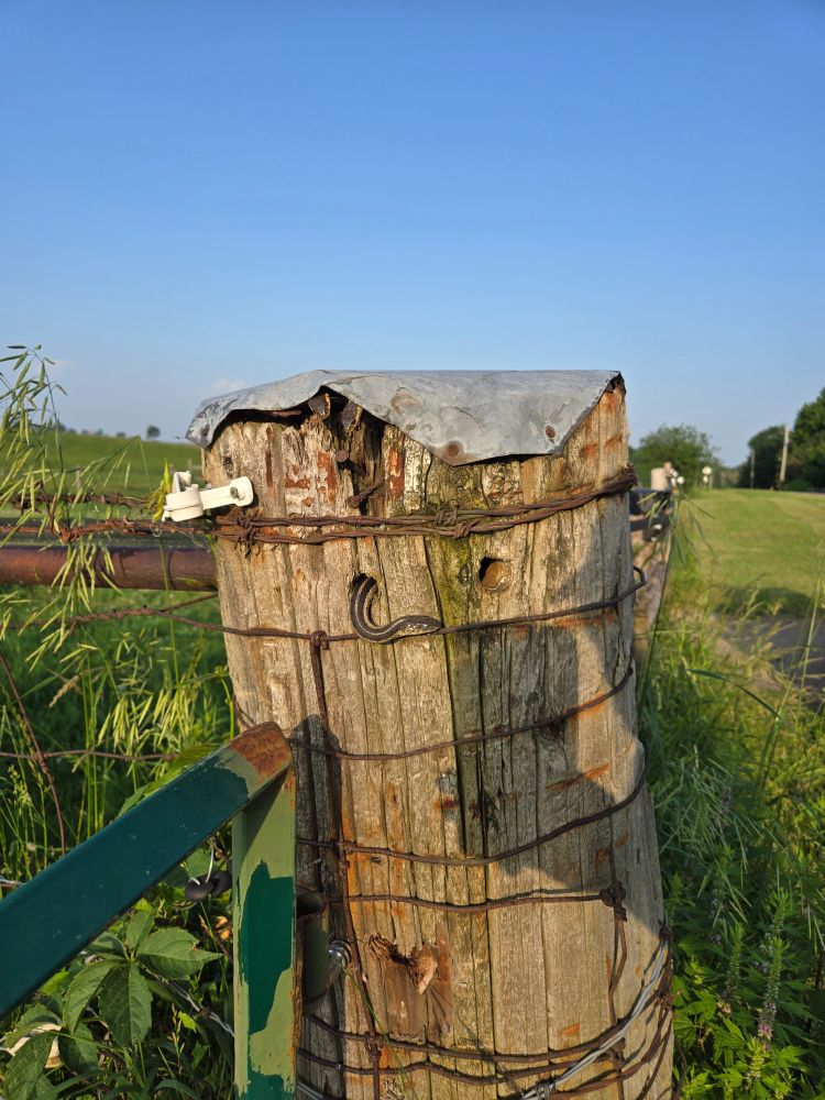 3 garter snakes poke their heads out of a fence post