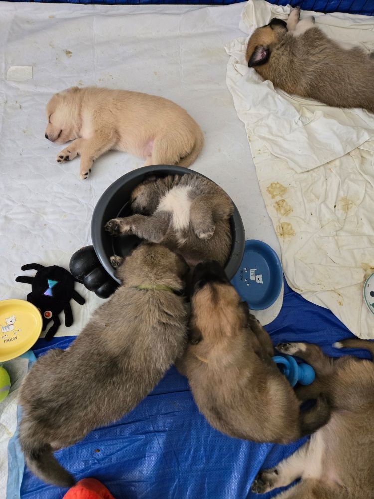5 puppies laying around a pen. 1 puppy is sleeping in its food bowl on its back