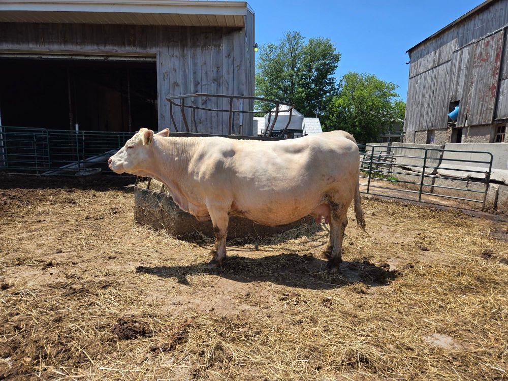 A wet Charolais cow standing chewing her cud