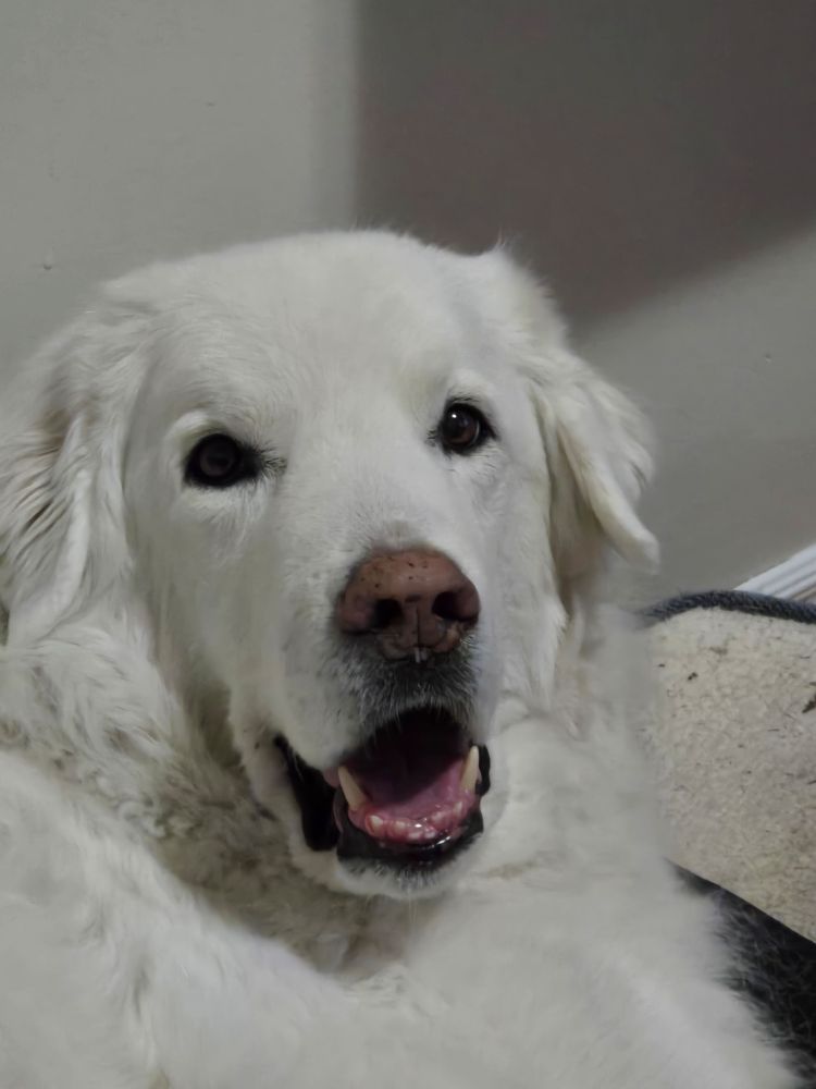 White fluffy dog smiling at the camera