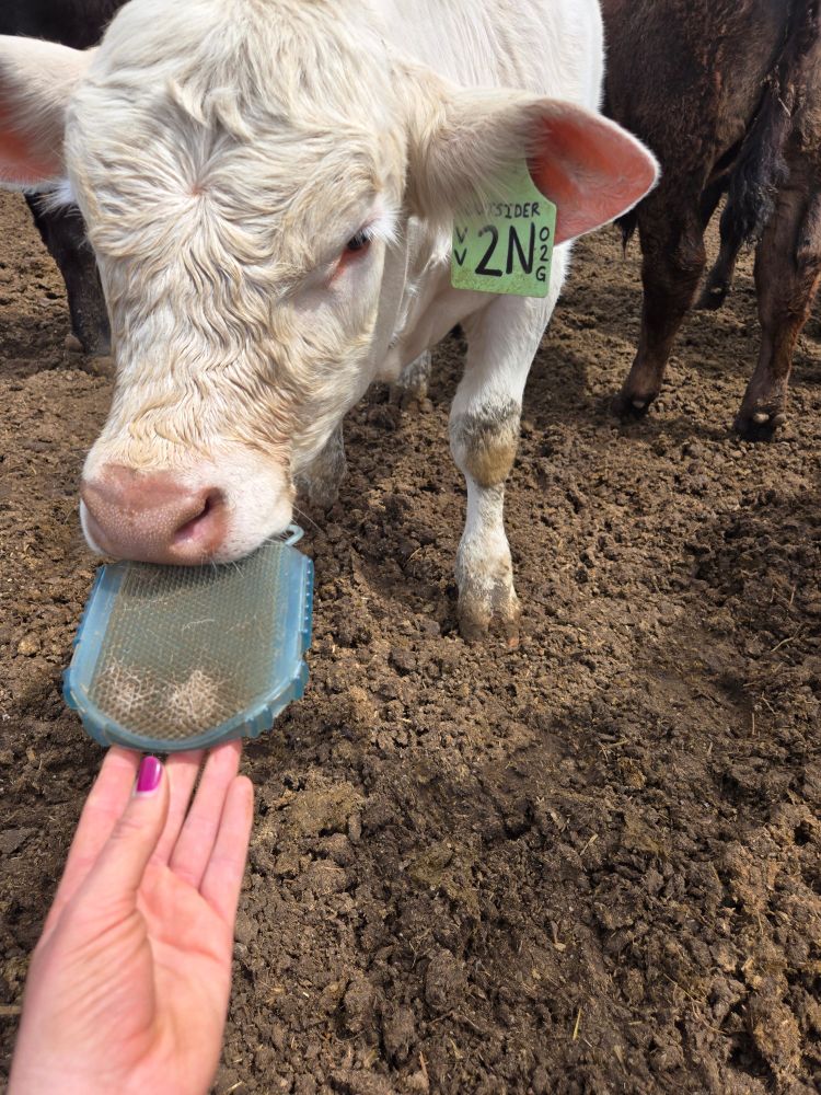 White Charolais calf taking a curry comb out of a humans hand