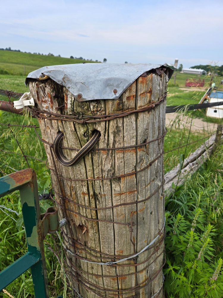 A garder snake looping through holes in a fence post and peeping his head out the top