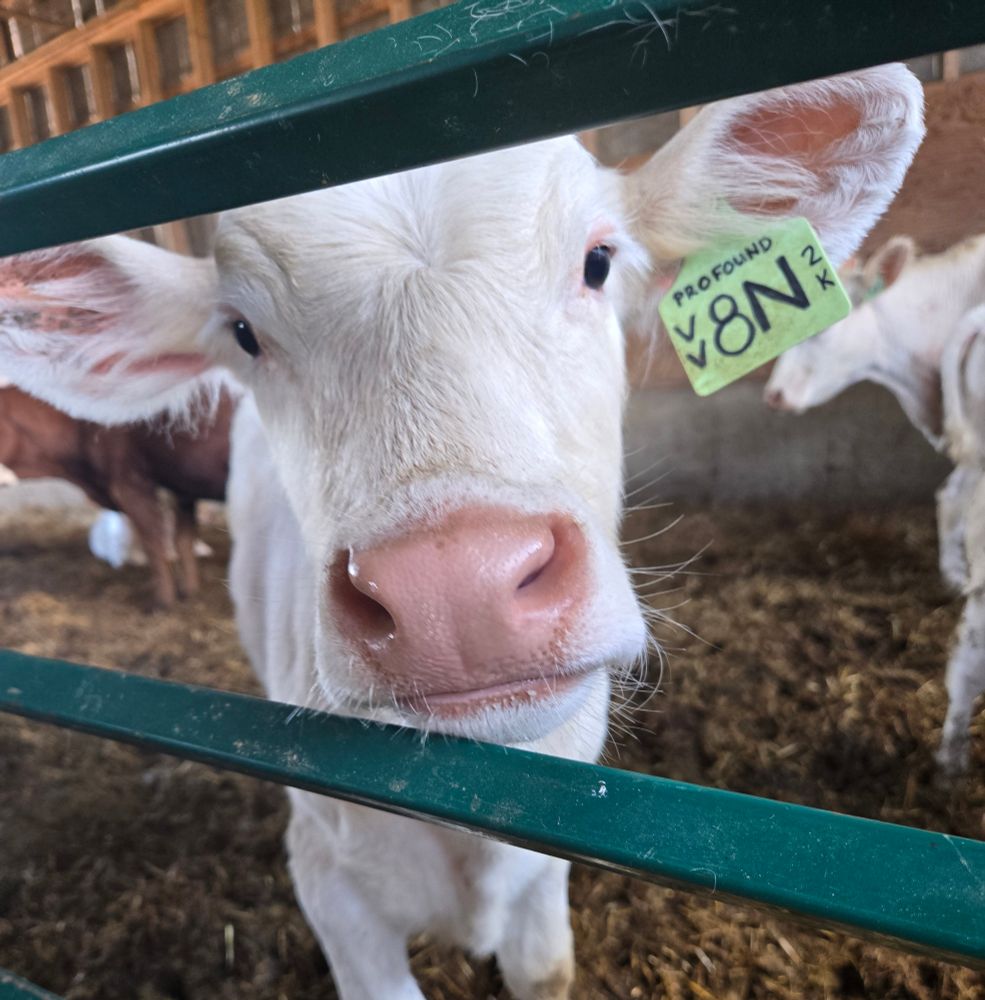 White charolais calf looking through a gate